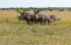 Rhino 3