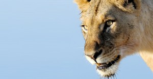 featured_satra featured_satra