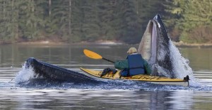 kayak_feature kayak_feature