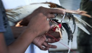 bali_7776b bali_7776b