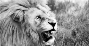 white_lion_featured