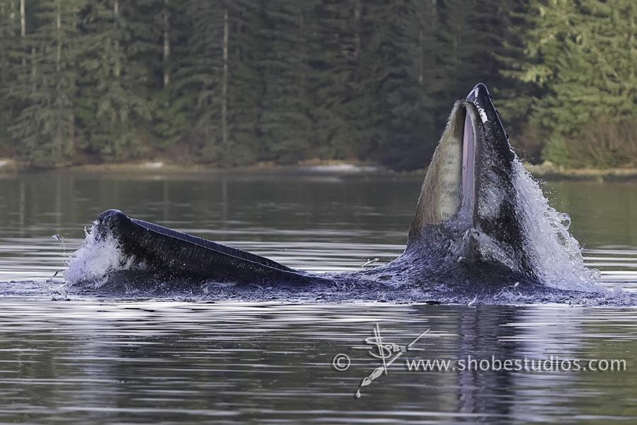 Whale by Tim Shobe