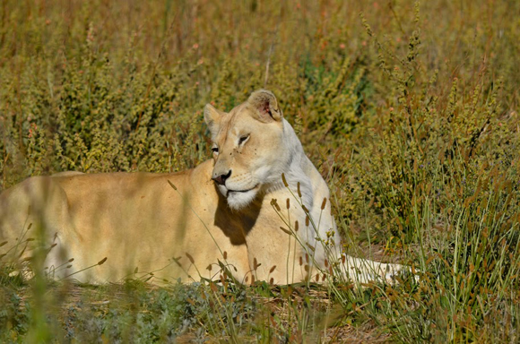 Female Lion by Pierre Steenkamp